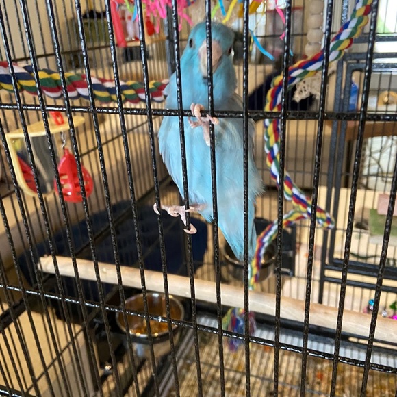 Meet your Posher, Shadi - Picture 1 of 1